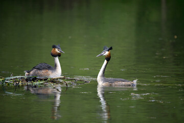 Pair of Great Crested Grebe (Podiceps cristatus) at the nest, 