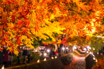 Fototapeta na wymiar Night display of the colorful trees in autumn at Fujikawaguchiko next to Lake Kawaguchi in Japan