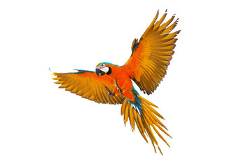 Obraz premium Macaw parrot flying isolated on white background.