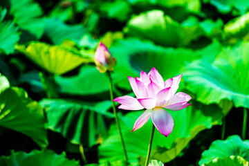 Obraz premium 夏の蓮池に咲くピンクの綺麗な蓮の花 （福岡県行橋市）