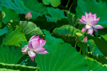 夏の蓮池に咲くピンクの綺麗な蓮の花　（福岡県行橋市）