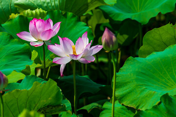夏の蓮池に咲くピンクの綺麗な蓮の花　（福岡県行橋市）