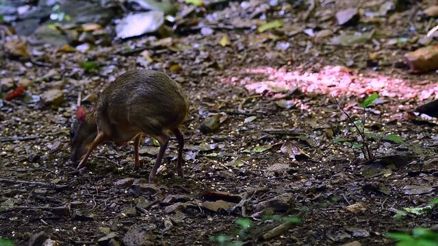 Lesser mouse-deer, Lesser Malay chevrotain found at Kaeng Krachan in Thailand