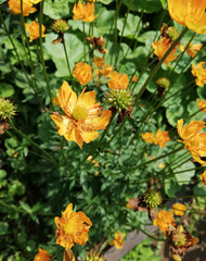 small yellow garden flower with thin sheets in flowerbed. yellow poppy