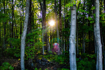 Sun through the trees with a lens flare