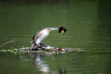 Pair of Great Crested Grebe (Podiceps cristatus) at the nest
