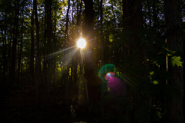 sun through the trees