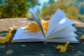 Open book close-up with autumn yellow leaves on the stone background across fall landscape....