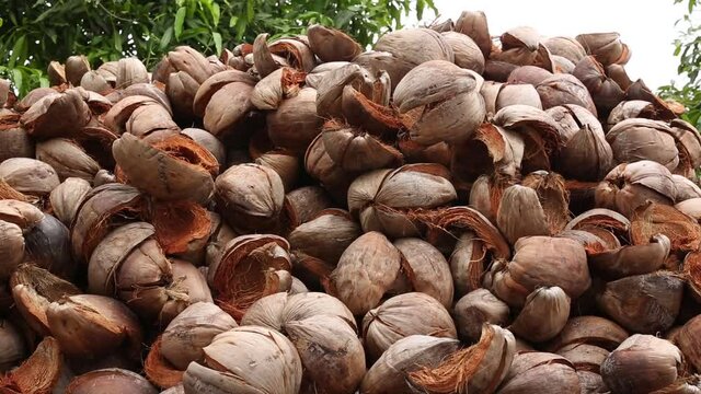 Pile of Dried Coconut Shells 