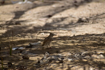 The crested lark is a species of lark distinguished from the other 81 species of lark by the crest of feathers that rise up in territorial or courtship displays and when singing