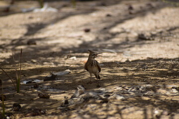 The crested lark is a species of lark distinguished from the other 81 species of lark by the crest of feathers that rise up in territorial or courtship displays and when singing