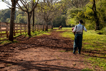 Boy with gaucho dress walking and playing harmonica on a road with horses