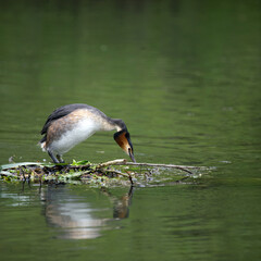 Female Great Crested Grebe (Podiceps cristatus) on the nest