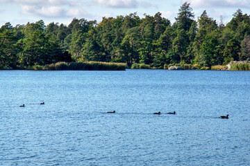 Obraz premium ducks in the lake