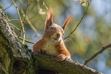 Squirrel on a tree