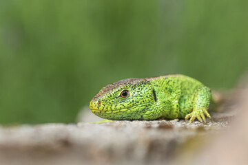Green lizard on a stone