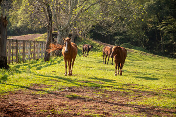 Naklejka premium Horses eating, playing and running in a pasture.