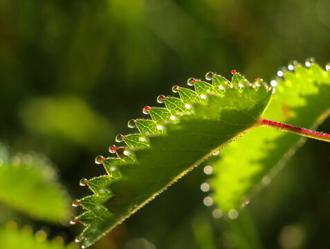 Close-up of green leaf with serrated edge and dew drops in morning light. Macro botanical detail with vibrant colors and natural freshness