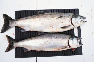 female and male coho salmon 