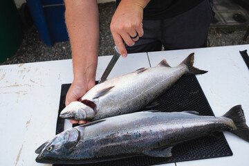cleaning coho salmon fish for eating 