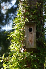 karmnik, domek dla ptaków  © Wojciech