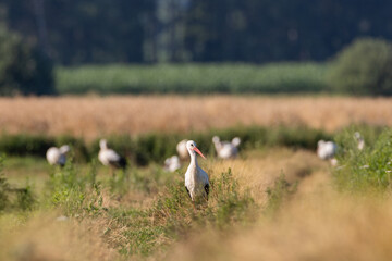 Group of White Stork(Ciconia ciconia) in meadow