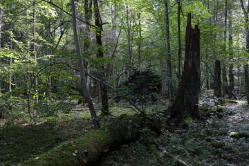Old natural deciduous stand with oak trees