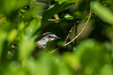 Common Whitethroat(Sylvia communis) among green branches