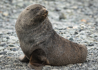 Antarctic Fur Seal (Arctocephalus gazella)	