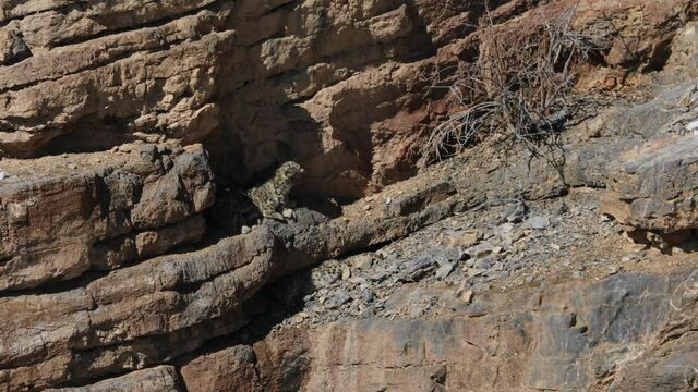 Snow leopard cubs relaxing near Kibber, Spiti valley of Himachal Pradesh, India