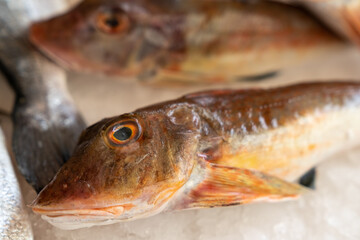 Mediterranean red tub gurnard  (Chelidonichthys lucerna) sold at the market outside