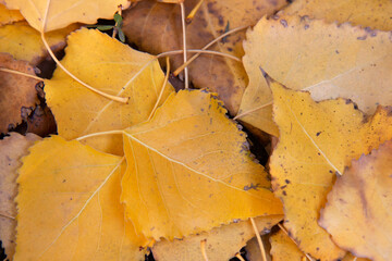 Autumn background. Yellow, fallen leaves on the ground. Golden autumn leaves background