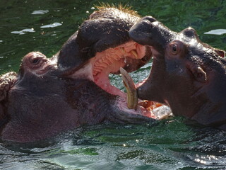 hippopotame, hippopotame, animal, eau, mammifère, faune, safari, sauvage, nature, fleuve, jardin zoologique, grand, tête, bouche, dangereux, grand, animal, lac, danger, nage, yeux, naturalité