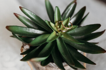 wedding rings hang on the leaves of a decorative green plant in a pot. Close-up