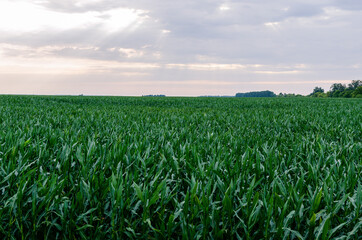 Cloudy sky over corn fields. Russia, Bryansk region