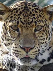 léopard, animal, chat, jaguar, sauvage, faune, mammifère, prédateur, nature, jardin zoologique, felidae, fourrure, panthera, panthera pardus, spot, grand, safari, dangereux, chasse, portrait, yeux, fa