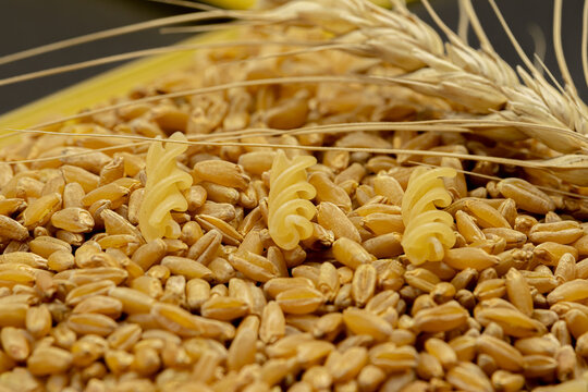 Macaroni products lie in grains of ripe Golden wheat. Close up. Soft focus