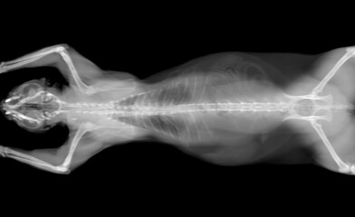 black and white CT scan of a cat pet on a black background. Oncologist veterinary diagnostic x-ray test.