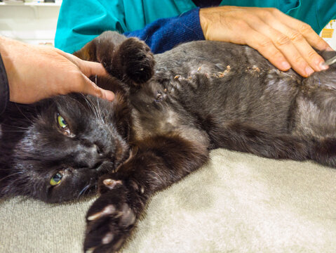 Veterinarian Hand Removing Stitches From A Suture After A Mastectomy Surgery In A Black Cat. Veterinary Pet Care Examination And Medication.