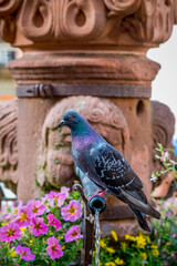 Pigeon buvant l'eau d'une fontaine