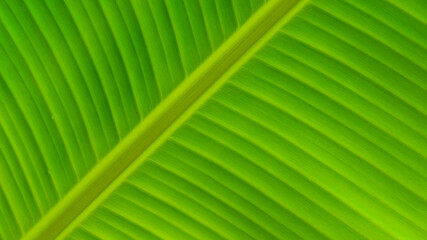 Close up pinnately parallel venation stripes on surface of green banana leaf for healthy green foliage background concept