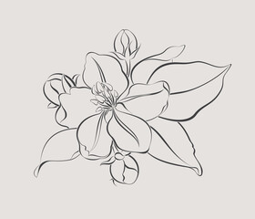 Flower of apple tree. Spring floral element for design. 
