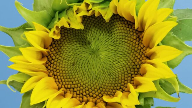 Macro time lapse opening Sunflower Head close-up, isolated on blue background
