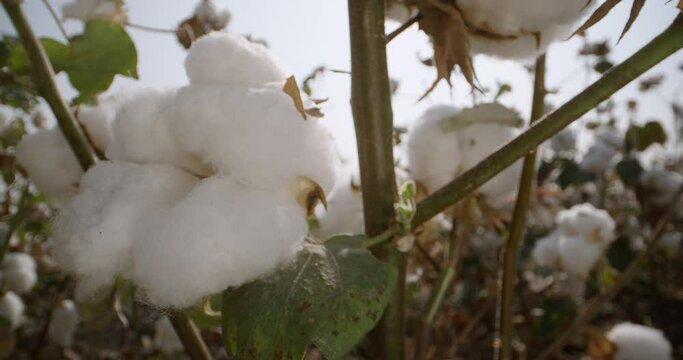Cotton field plantations, high-quality cotton ready for harvest, at sunset, cotton Bush, 4 to video