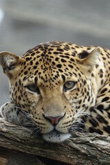 léopard, chat, animal, jaguar, sauvage, prédateur, faune, mammifère, nature, jardin zoologique, felidae, fourrure, carnassiers, grand, fauve, spot, safari, panthera, panthera pardus, tigre, chasse, da