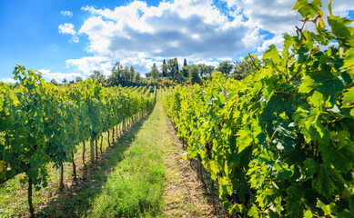 Fototapeta na wymiar Vineyard in Tuscany, Italy