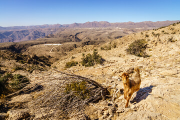 Al Hajar mountains of Oman