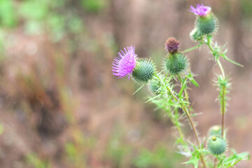 Bright pink flowers of scottish thistle plant in summertime with bokeh effect background. Healing herbs