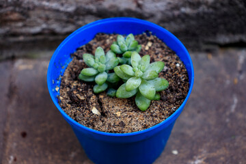 Succulent - Sedum burrito
