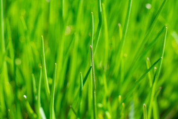 Young first green grass textured background. A lot of grass on sunlight, natural texture